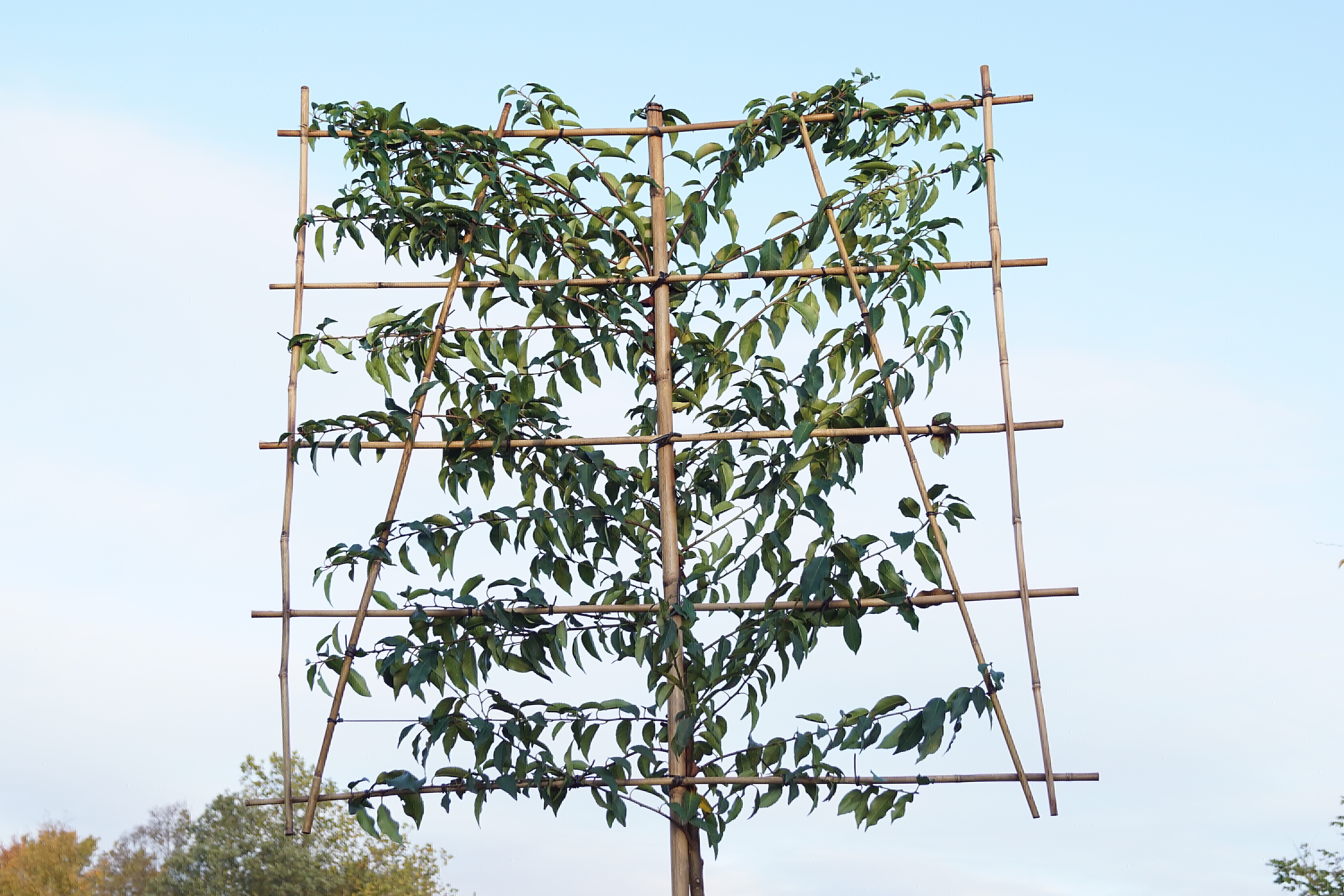 1. Prunus lusitanica 'Angustifolia'